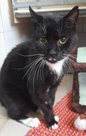 Drago – Ekh, Männchen, 15 Jahre, 70195 Stuttgart-Botnang – Foto 1