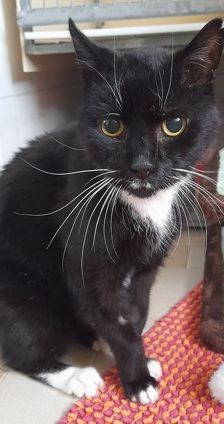 Drago – Ekh, Männchen, 15 Jahre, 70195 Stuttgart-Botnang – Foto 2