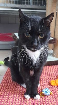 Drago – Ekh, Männchen, 15 Jahre, 70195 Stuttgart-Botnang – Foto 3