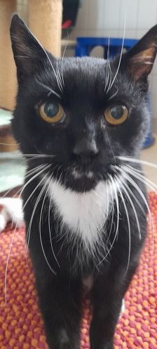 Drago – Ekh, Männchen, 15 Jahre, 70195 Stuttgart-Botnang – Foto 4