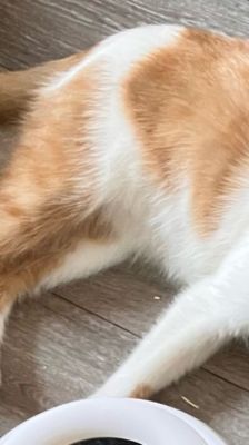 Karlchen – Katze, Männchen, 2 Jahre, 39576 Stendal – Foto 1
