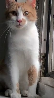 Karlchen – Katze, Männchen, 2 Jahre, 39576 Stendal – Foto 3