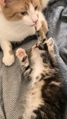 Karlchen – Katze, Männchen, 2 Jahre, 39576 Stendal – Foto 4