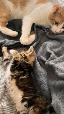 Karlchen – Katze, Männchen, 2 Jahre, 39576 Stendal – Foto 5