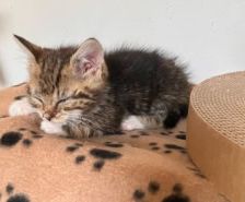 Karlchen – Katze, Männchen, 2 Jahre, 39576 Stendal – Foto 6