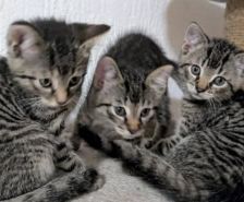 Karlchen – Katze, Männchen, 2 Jahre, 39576 Stendal – Foto 8