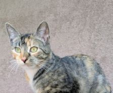 Karlchen – Katze, Männchen, 2 Jahre, 39576 Stendal – Foto 9