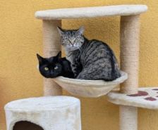 Karlchen – Katze, Männchen, 2 Jahre, 39576 Stendal – Foto 10