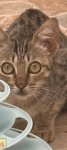 Chai – EKH, Weibchen, 7 Monate, 65520 Bad Camberg – Foto 1