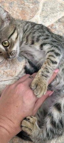Chai – EKH, Weibchen, 7 Monate, 65520 Bad Camberg – Foto 2