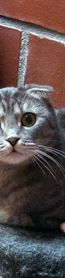 Princess&Fibi – Scottish Fold, Weibchen, 6 Jahre 7 Monate, 45141 Essen – Foto 1