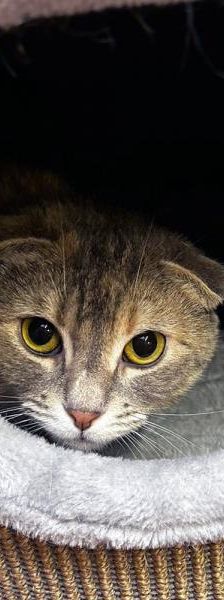 Princess&Fibi – Scottish Fold, Weibchen, 6 Jahre 7 Monate, 45141 Essen – Foto 2