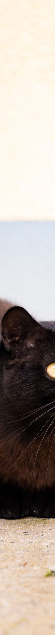 Steve – EKH, Männchen, Alter unbekannt, 97816 Lohr – Foto 1