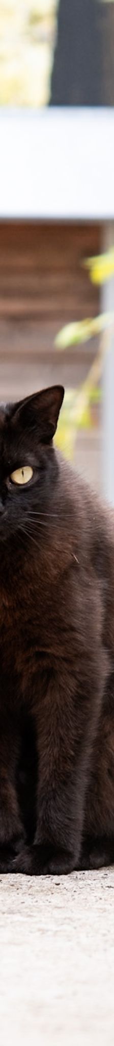 Steve – EKH, Männchen, Alter unbekannt, 97816 Lohr – Foto 3