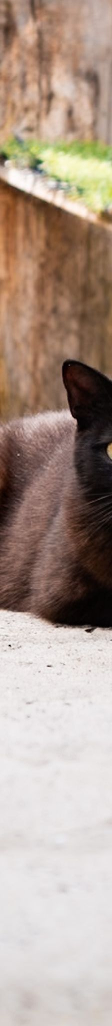 Steve – EKH, Männchen, Alter unbekannt, 97816 Lohr – Foto 4