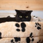 Steve – EKH, Männchen, Alter unbekannt, 97816 Lohr – Foto 5