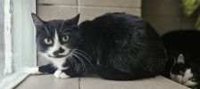 Nira – Europäisch Kurzhaar, Weibchen, 3 Monate, 97525 Schwebheim – Foto 2