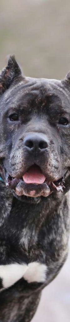 Charles – Dogo Canario, Männchen, 8 Jahre, 13057 Berlin – Foto 1