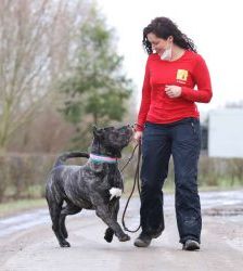 Charles – Dogo Canario, Männchen, 8 Jahre, 13057 Berlin – Foto 2