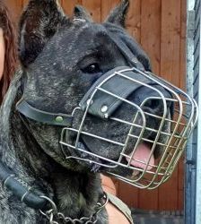 Charles – Dogo Canario, Männchen, 8 Jahre, 13057 Berlin – Foto 3