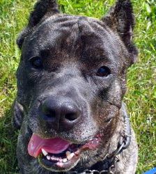 Charles – Dogo Canario, Männchen, 8 Jahre, 13057 Berlin – Foto 4