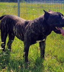 Charles – Dogo Canario, Männchen, 8 Jahre, 13057 Berlin – Foto 5