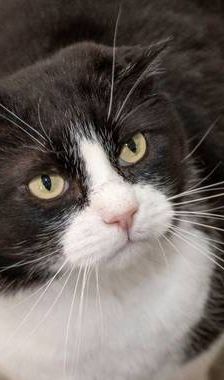 Nicky – Europäisch Kurzhaar, Männchen, 3 Jahre, 65520 Bad Camberg – Foto 1