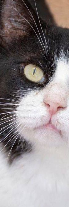 Nicky – Europäisch Kurzhaar, Männchen, 3 Jahre, 65520 Bad Camberg – Foto 2