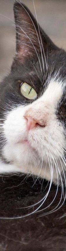 Nicky – Europäisch Kurzhaar, Männchen, 3 Jahre, 65520 Bad Camberg – Foto 11