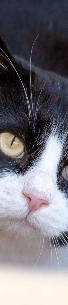 Nicky – Europäisch Kurzhaar, Männchen, 3 Jahre, 65520 Bad Camberg – Foto 12