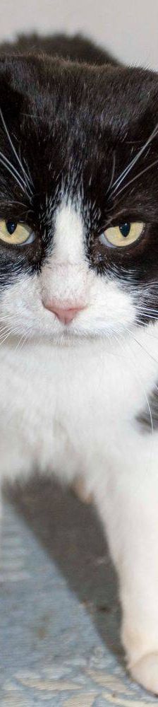 Nicky – Europäisch Kurzhaar, Männchen, 3 Jahre, 65520 Bad Camberg – Foto 13