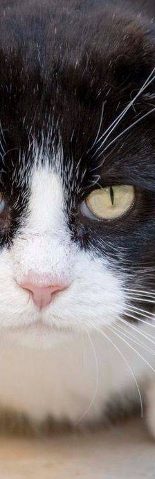 Nicky – Europäisch Kurzhaar, Männchen, 3 Jahre, 65520 Bad Camberg – Foto 15
