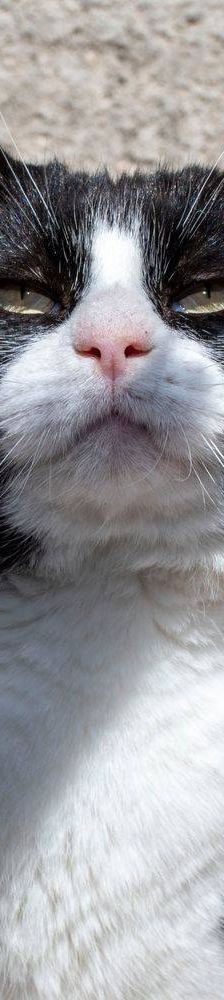 Nicky – Europäisch Kurzhaar, Männchen, 3 Jahre, 65520 Bad Camberg – Foto 17