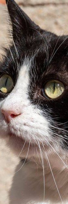 Nicky – Europäisch Kurzhaar, Männchen, 3 Jahre, 65520 Bad Camberg – Foto 18