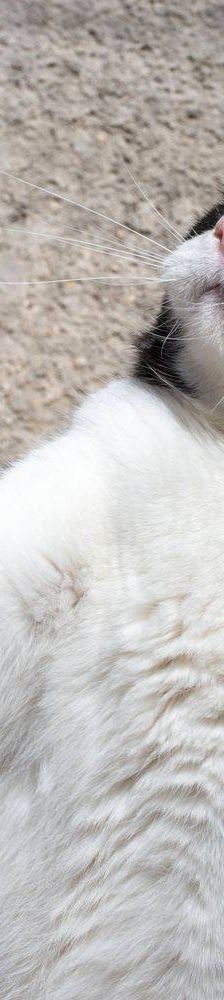Nicky – Europäisch Kurzhaar, Männchen, 3 Jahre, 65520 Bad Camberg – Foto 19