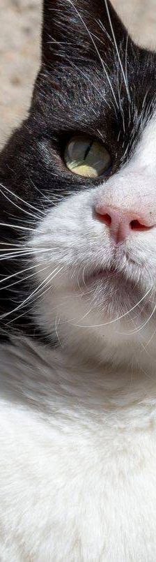 Nicky – Europäisch Kurzhaar, Männchen, 3 Jahre, 65520 Bad Camberg – Foto 20