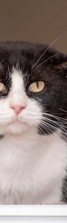 Nicky – Europäisch Kurzhaar, Männchen, 3 Jahre, 65520 Bad Camberg – Foto 4