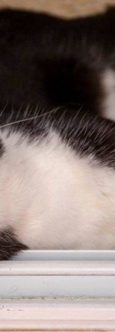 Nicky – Europäisch Kurzhaar, Männchen, 3 Jahre, 65520 Bad Camberg – Foto 5
