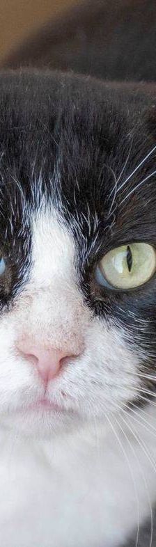 Nicky – Europäisch Kurzhaar, Männchen, 3 Jahre, 65520 Bad Camberg – Foto 6