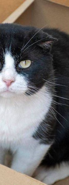 Nicky – Europäisch Kurzhaar, Männchen, 3 Jahre, 65520 Bad Camberg – Foto 7