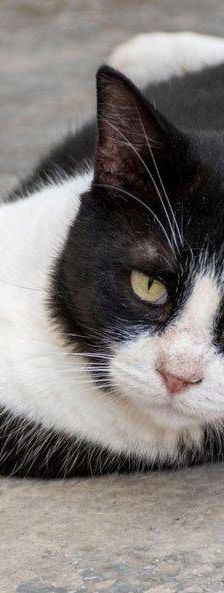 Nicky – Europäisch Kurzhaar, Männchen, 3 Jahre, 65520 Bad Camberg – Foto 8