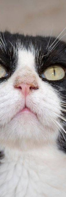 Nicky – Europäisch Kurzhaar, Männchen, 3 Jahre, 65520 Bad Camberg – Foto 9