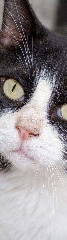 Nicky – Europäisch Kurzhaar, Männchen, 3 Jahre, 65520 Bad Camberg – Foto 10