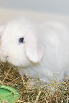 Moritz – Widdermix-Zwergkaninchen, Männchen, Alter unbekannt, 90537 Feucht – Foto 1