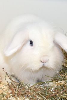 Moritz – Widdermix-Zwergkaninchen, Männchen, Alter unbekannt, 90537 Feucht – Foto 2