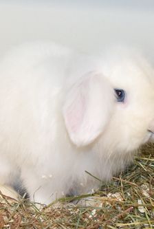 Moritz – Widdermix-Zwergkaninchen, Männchen, Alter unbekannt, 90537 Feucht – Foto 3