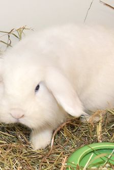 Moritz – Widdermix-Zwergkaninchen, Männchen, Alter unbekannt, 90537 Feucht – Foto 4