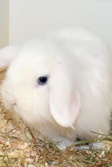 Moritz – Widdermix-Zwergkaninchen, Männchen, Alter unbekannt, 90537 Feucht – Foto 5