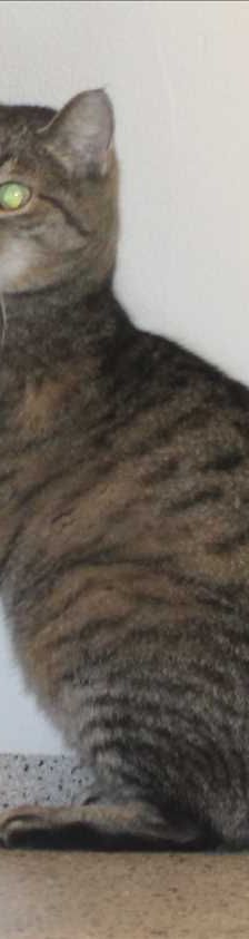Tami – Europäisch Kurzhaar, Weibchen, 4 Jahre, 81829 München – Foto 1