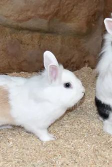 Nino und Nala – Löwenkopfmix-Zwergkaninchen, Weibchen, 2 Jahre 1 Monat, 90537 Feucht – Foto 1